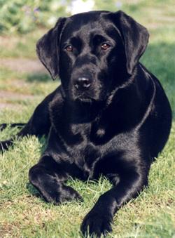 labrador